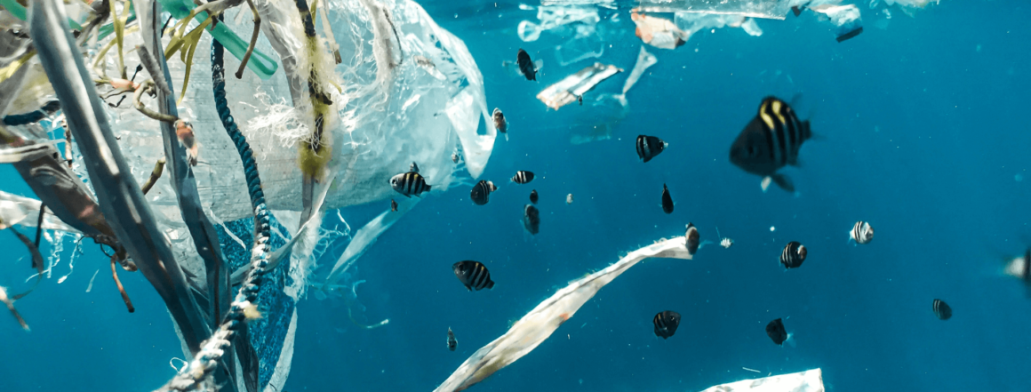 Plastikmüll in den Meeren schadet der Tierwelt
