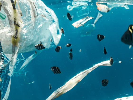 Plastikmüll in den Meeren schadet der Tierwelt