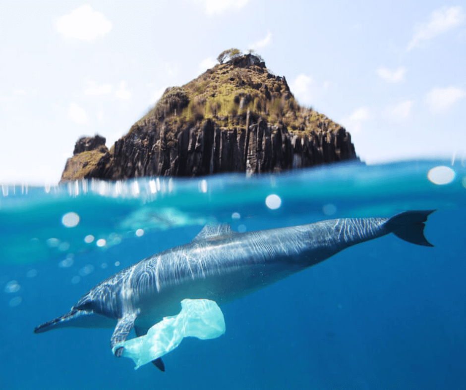 Gegen Plastikmüll in den Meeren: Deölfin hat Plastiktüte an der Flosse, im Hintergrund Berge und meer