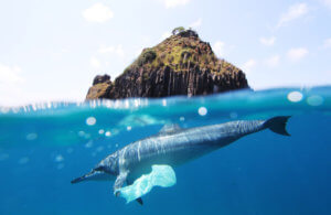 Delfin mit Plastik