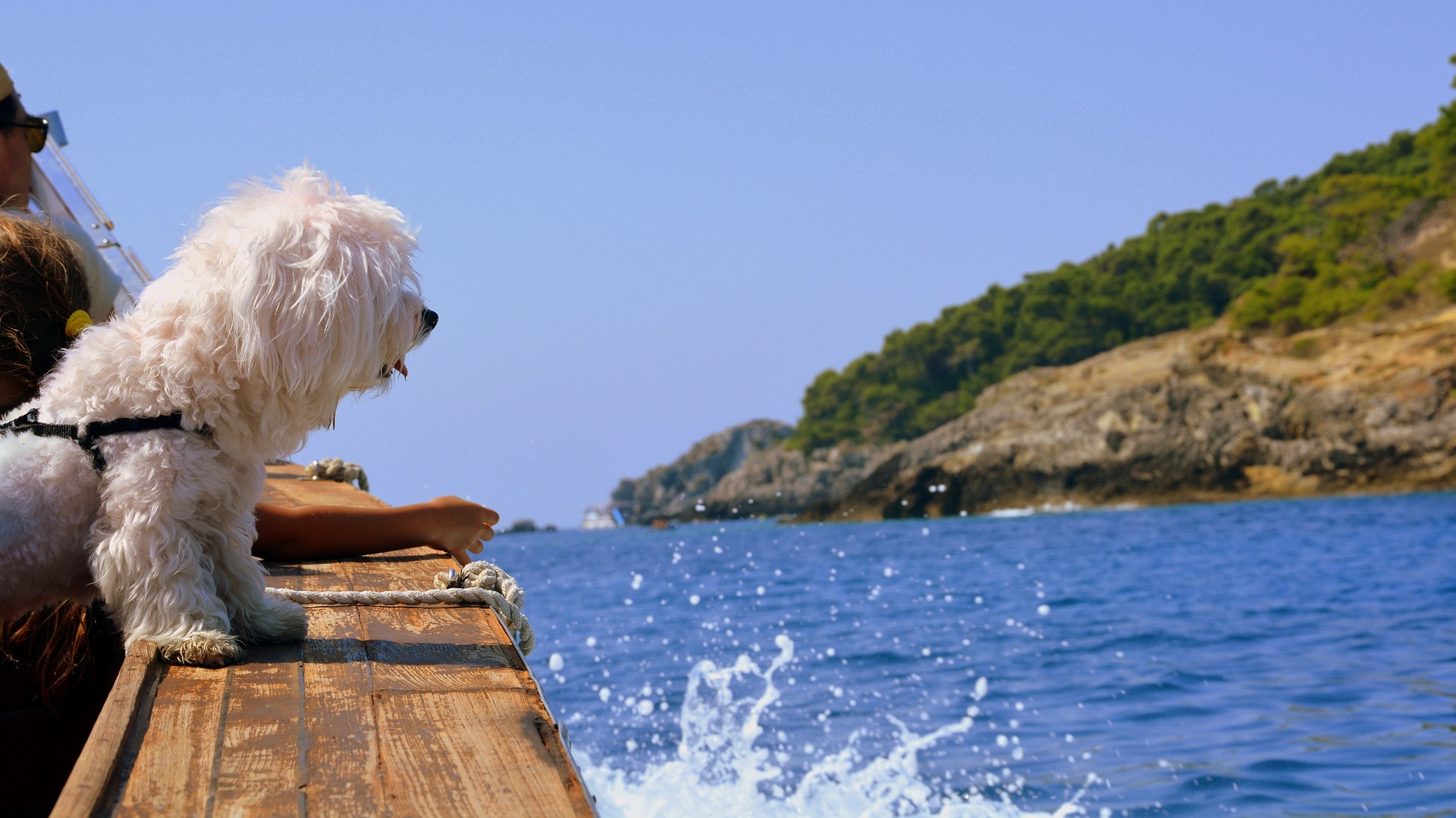 Собака в лодке. Собака на яхте. Собака на катере. Sea Dog лодка. Собака и море блог.