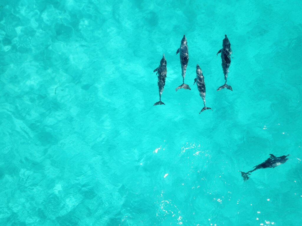 Delfine von oben beobachten