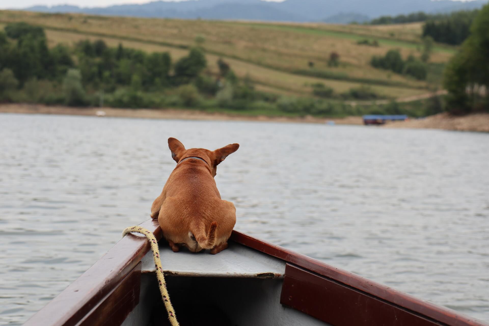 Hund von hinten auf Boot