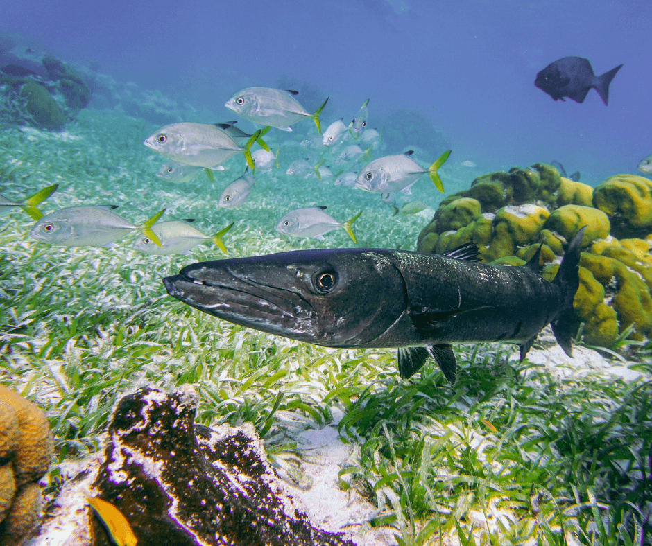 Barracuda Hochseefischen