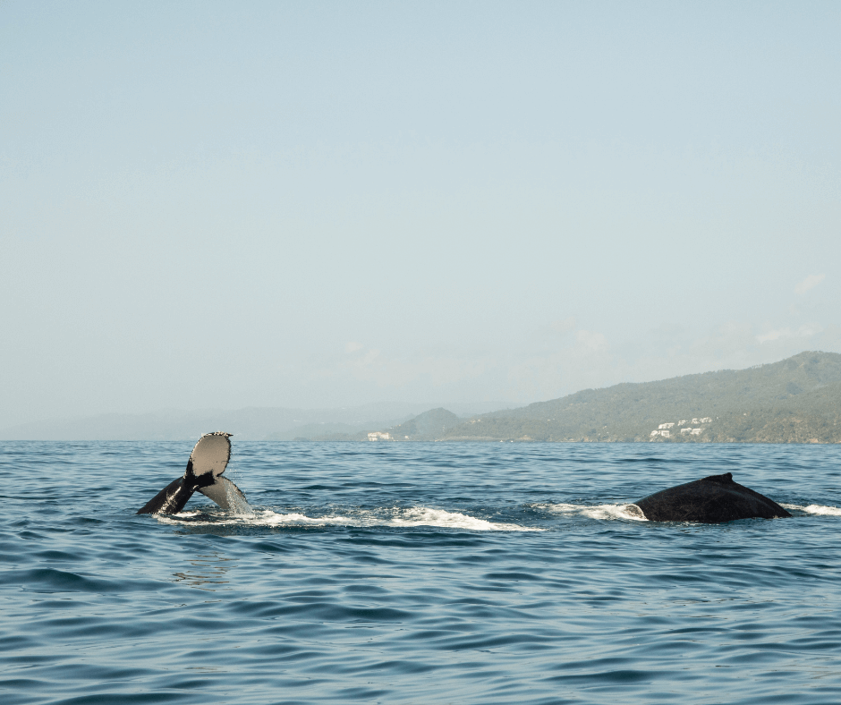 Buckelwale in der Samana Bucht