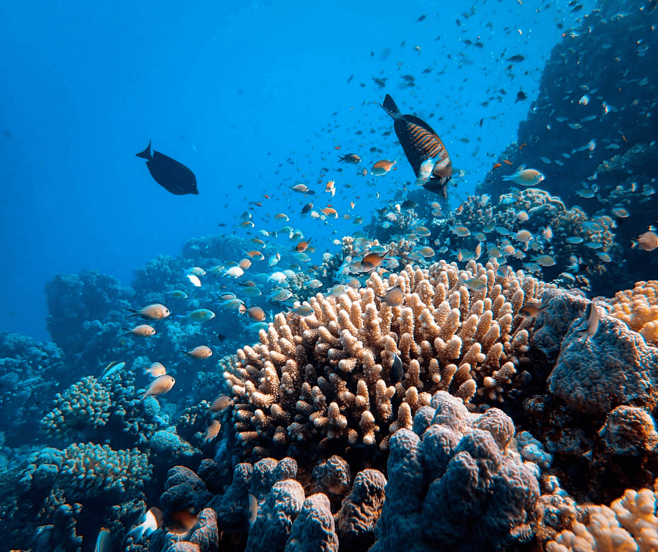 Riffe schützen zum World Ocean Day