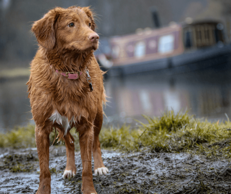 Hausboot-Ferien mit Hund an Bord