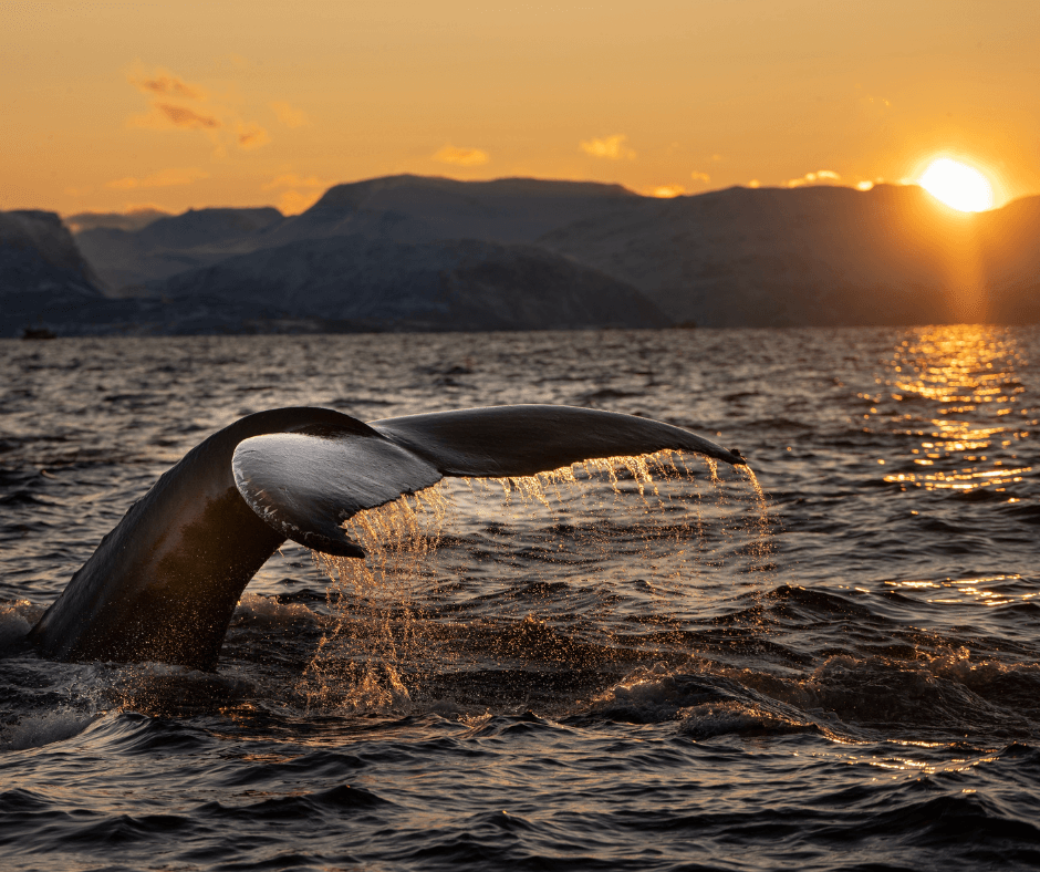 Blauwalflosse ragt aus dem Meer bei Sonnenuntergang