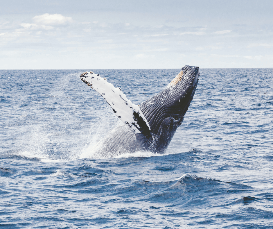Blauwal ragt mit einer Flosse und der halben Unterseite aus dem Meer