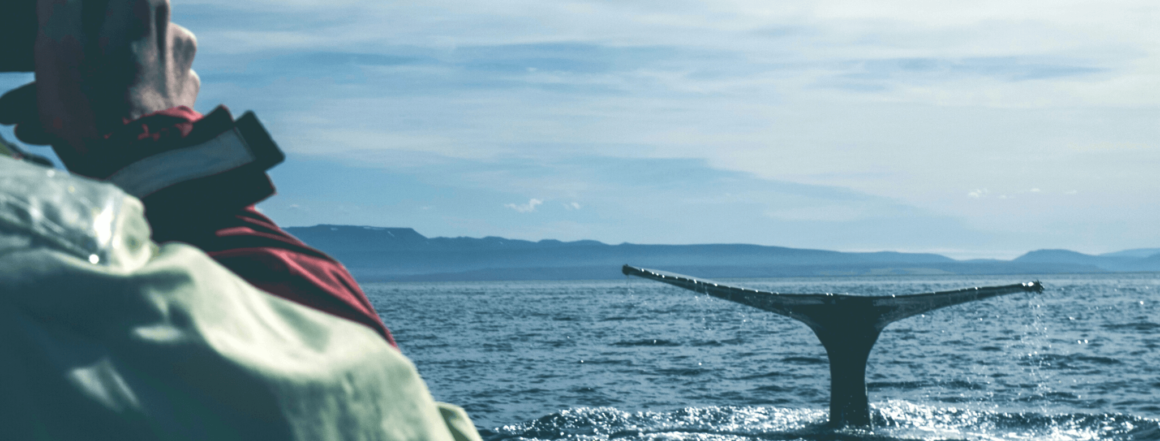 Walbeobachtung, Flosse ragt aus dem Wasser, Person fotografiert einen Blauwal