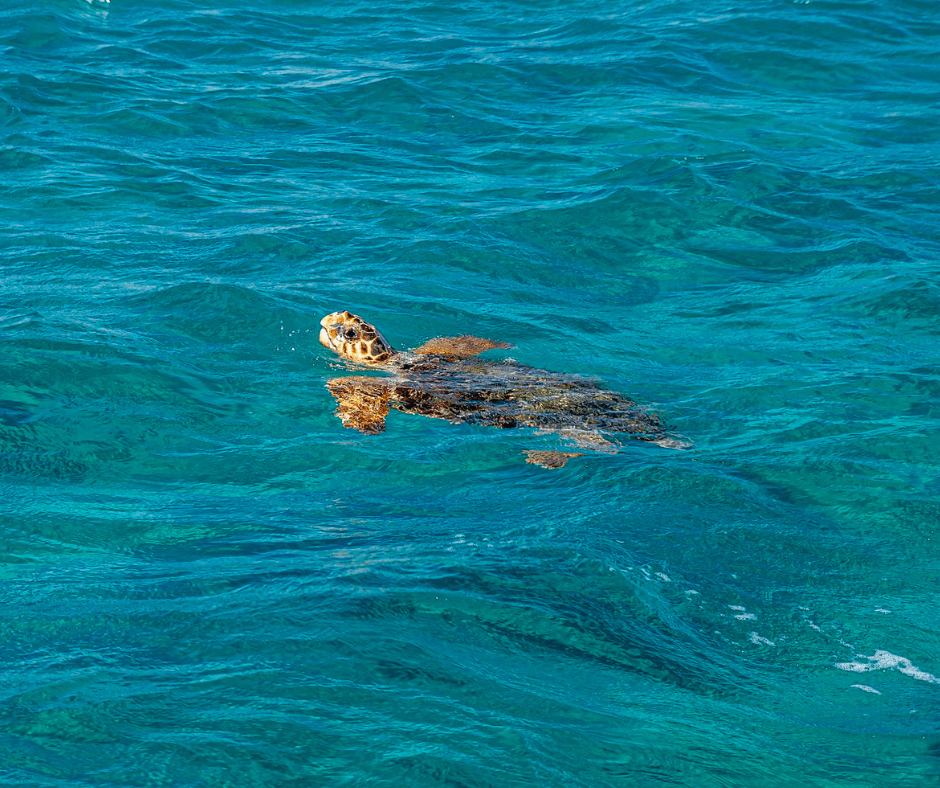 Banana Beach Zakynthos - Schildkröte schwimmt im türkisblauen Wasser mit Kopf über der Wasseroberfläche