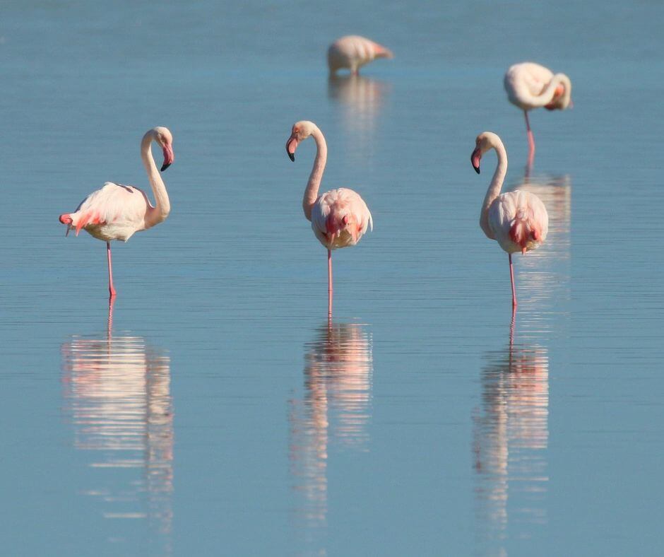 Fünf Flamingos stehen im Wasser