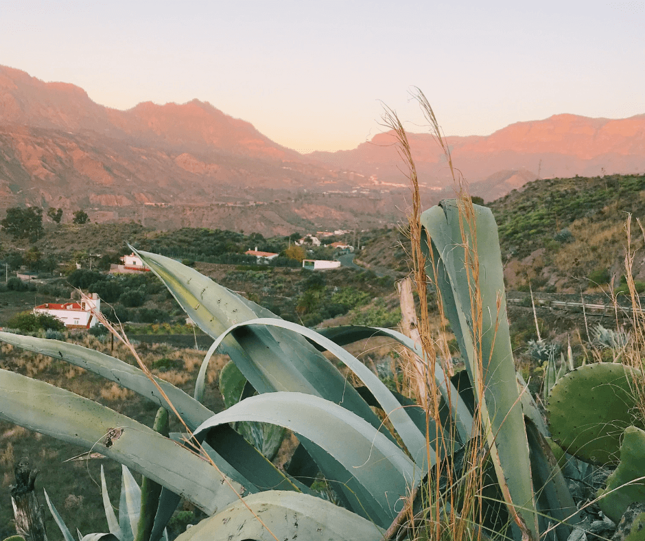 Sonnenuntergang auf Gran Canaria mit einer großen Aloe Vera Pflanze im Vordergrund und den braunen Bergen im Hintergrund 