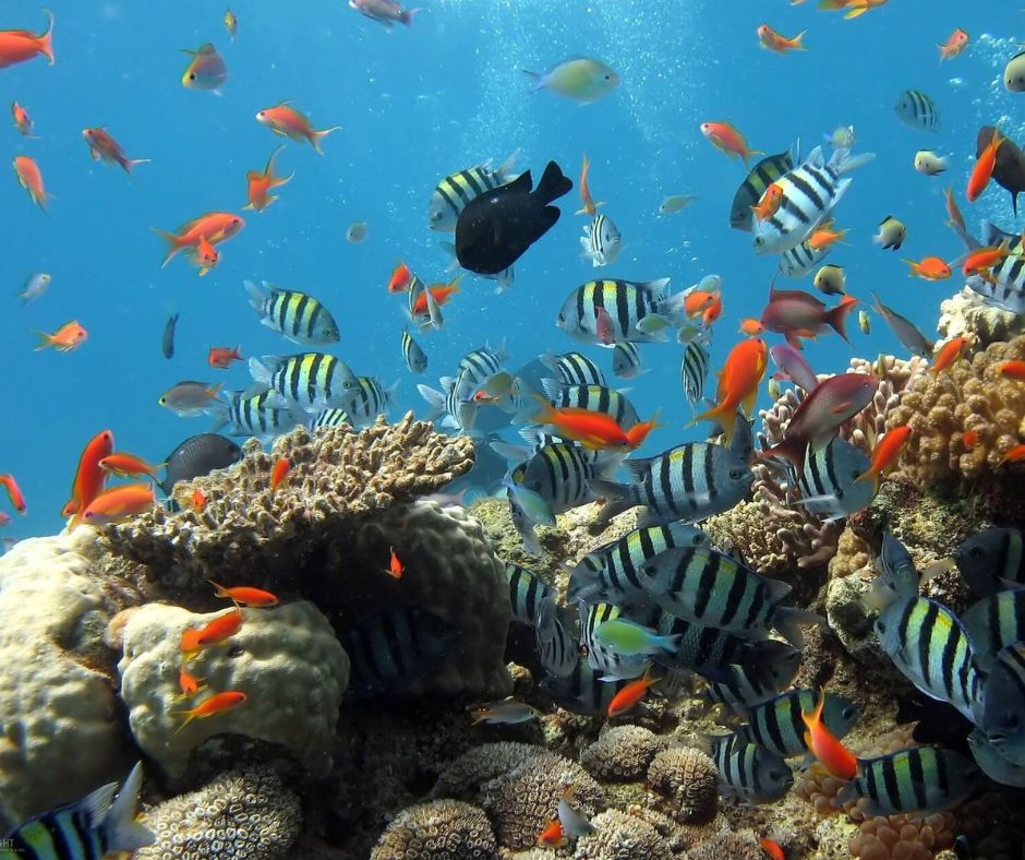 Fischschwarm unter Wasser an Korallenriff. Fische sind bunt, orange, gestreift. Korallen sind relativ farblos. Viele kleine Luftblasen schwimmen im Wasser. 