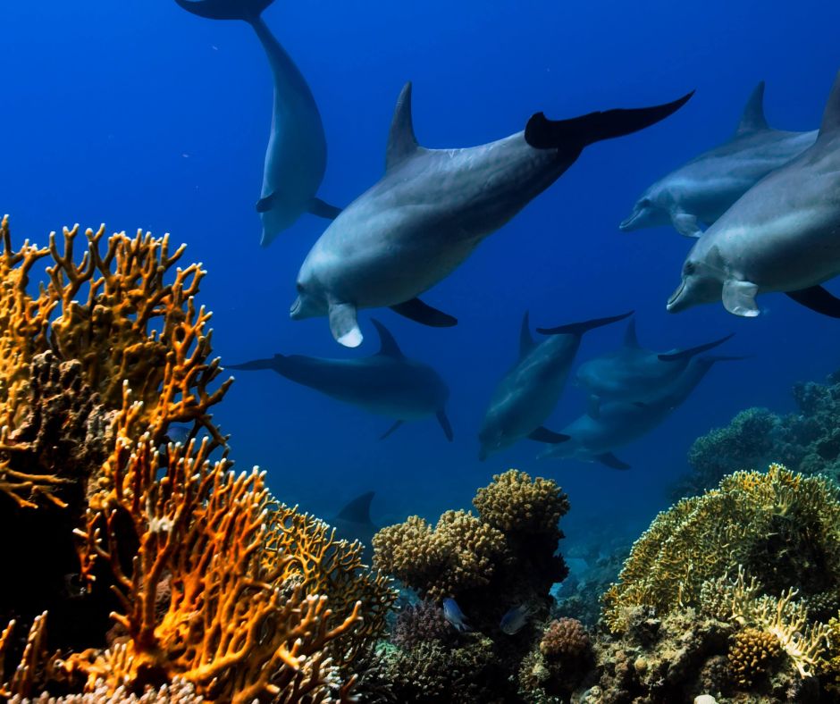 Acht Delfine schwimmen in einem Korallenriff vorbei. Im Vordergrund steht eine orange Koralle. 