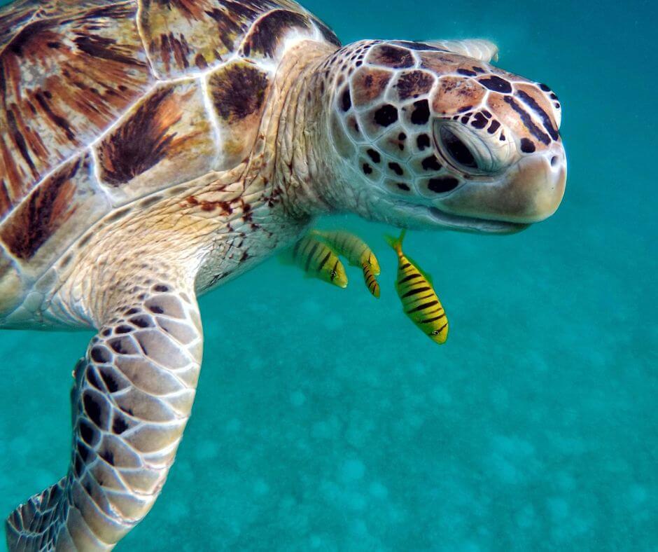 Sichtungen beim Schnorchelurlaub auf den Malediven: Eine Schildkröte und vier gelb-schwarz gestreifte Fische.