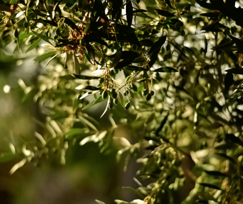 Entdecken Sie die Olivenplantagen bei Ihrem Šibenik Urlaub.