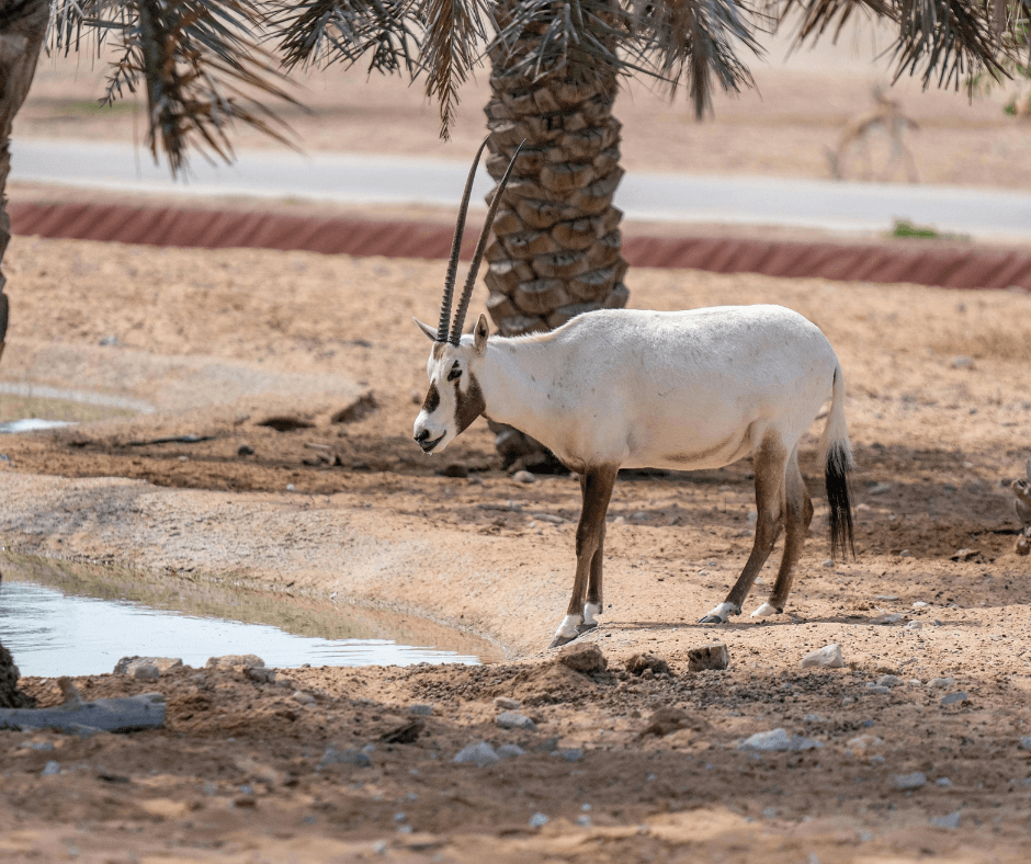 Ein Oryx in der Wüste in Dubai 2024.