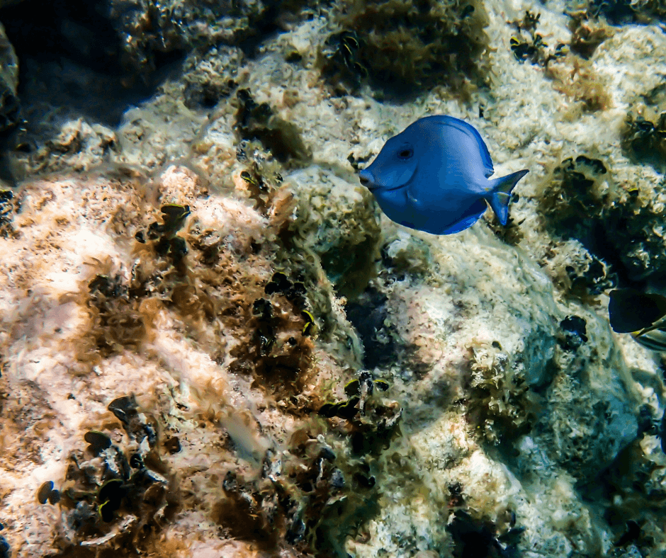 Ein Fisch im Wasser bei Antigua und Barbuda.