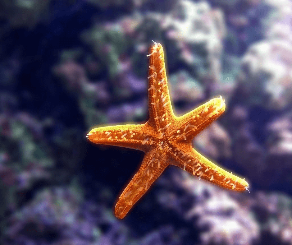 Klares, flaches Wasser an der Küste von Hersonissos auf Kreta mit mehreren leuchtenden Seesternen, beim Schnorcheln