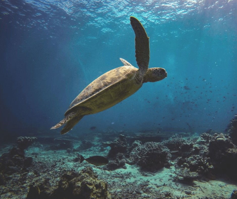 Beim Schnorcheln auf Kreta schwimmende Meeresschildkröten in der Nähe des sandigen Ufers von Rethymnon gesichtet. 