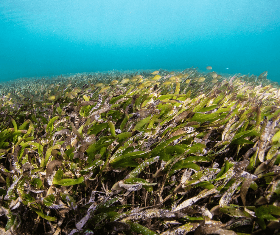 Unterwasseransicht beim schnorlchen von Seegrasfeldern vor der Küste Kretas, die in klarem blauen Wasser gedeihen.