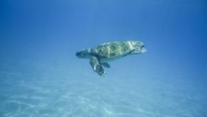 Caretta Carettta