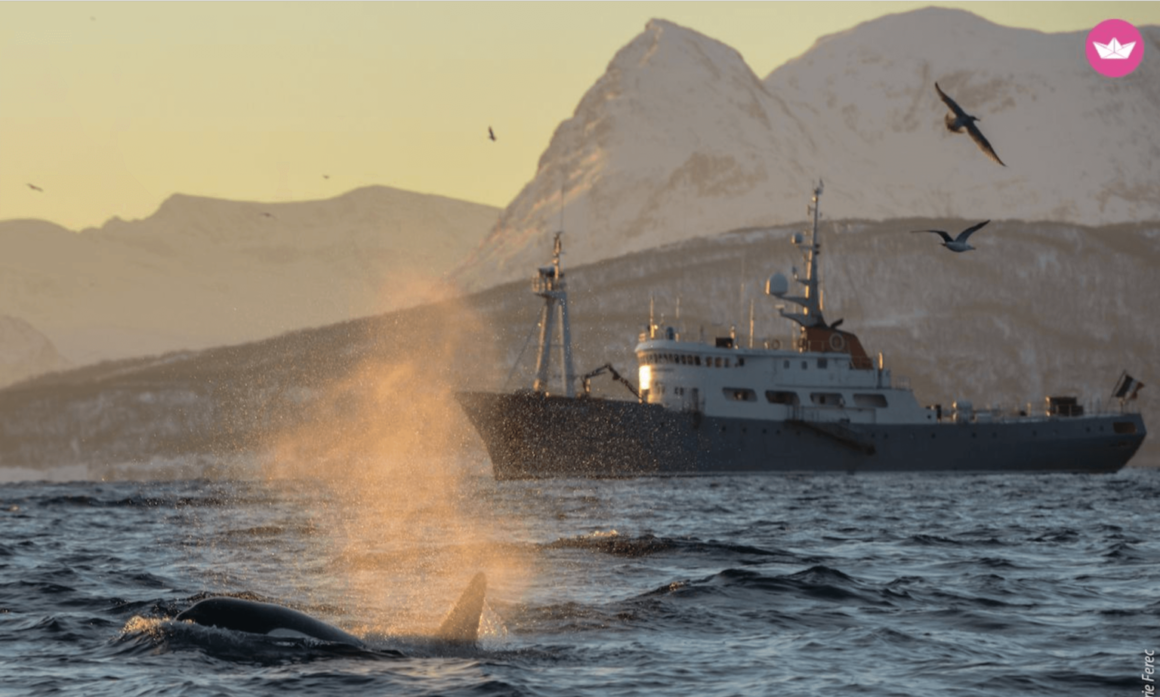 a whale breaching the ocean surface next to a large ship