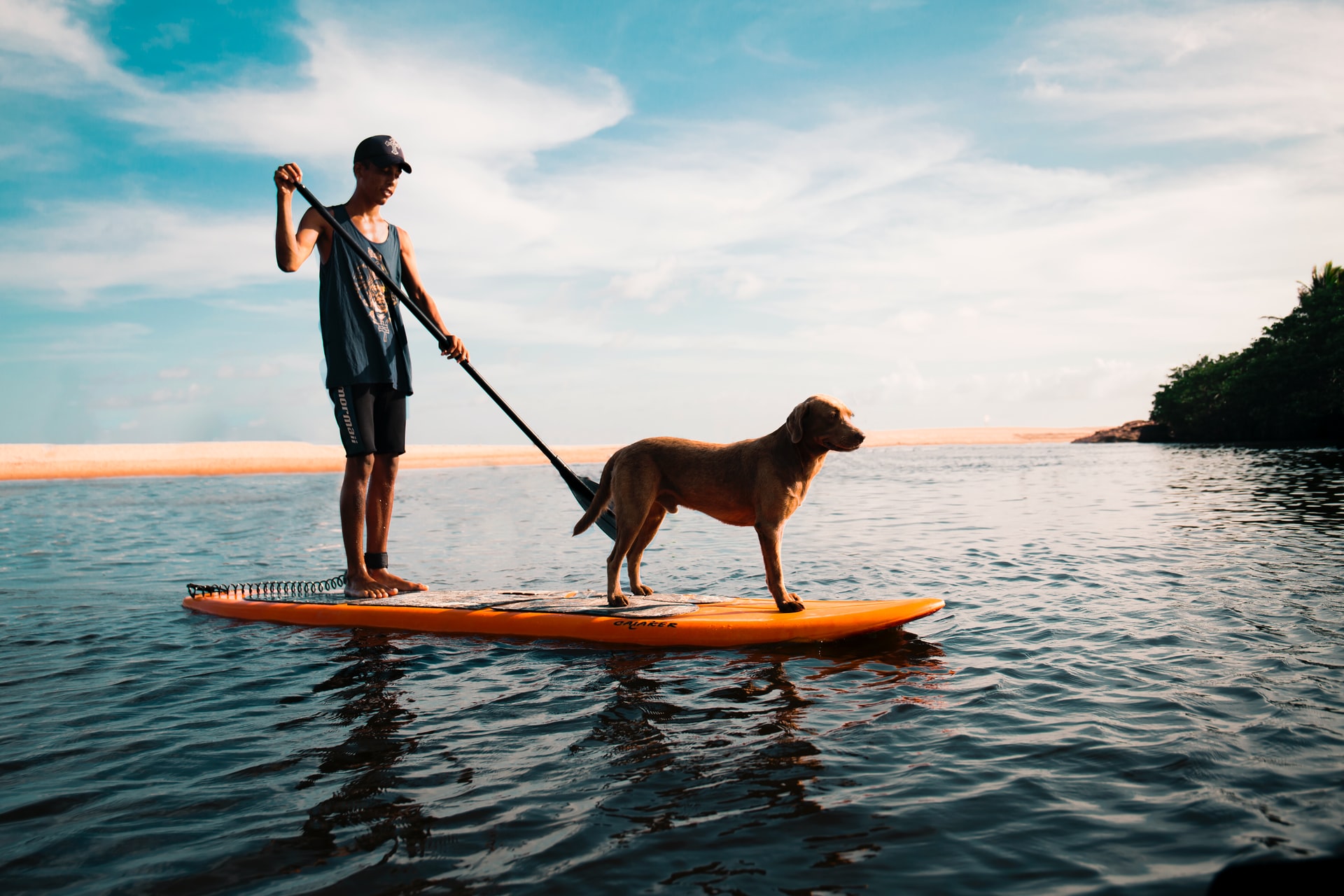 Dog on board a paddle board