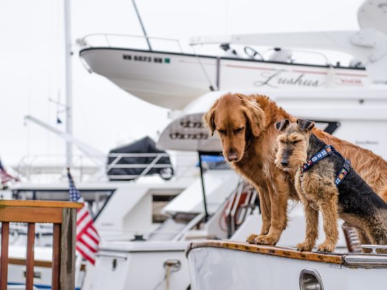 Setting sail on a boat with dogs