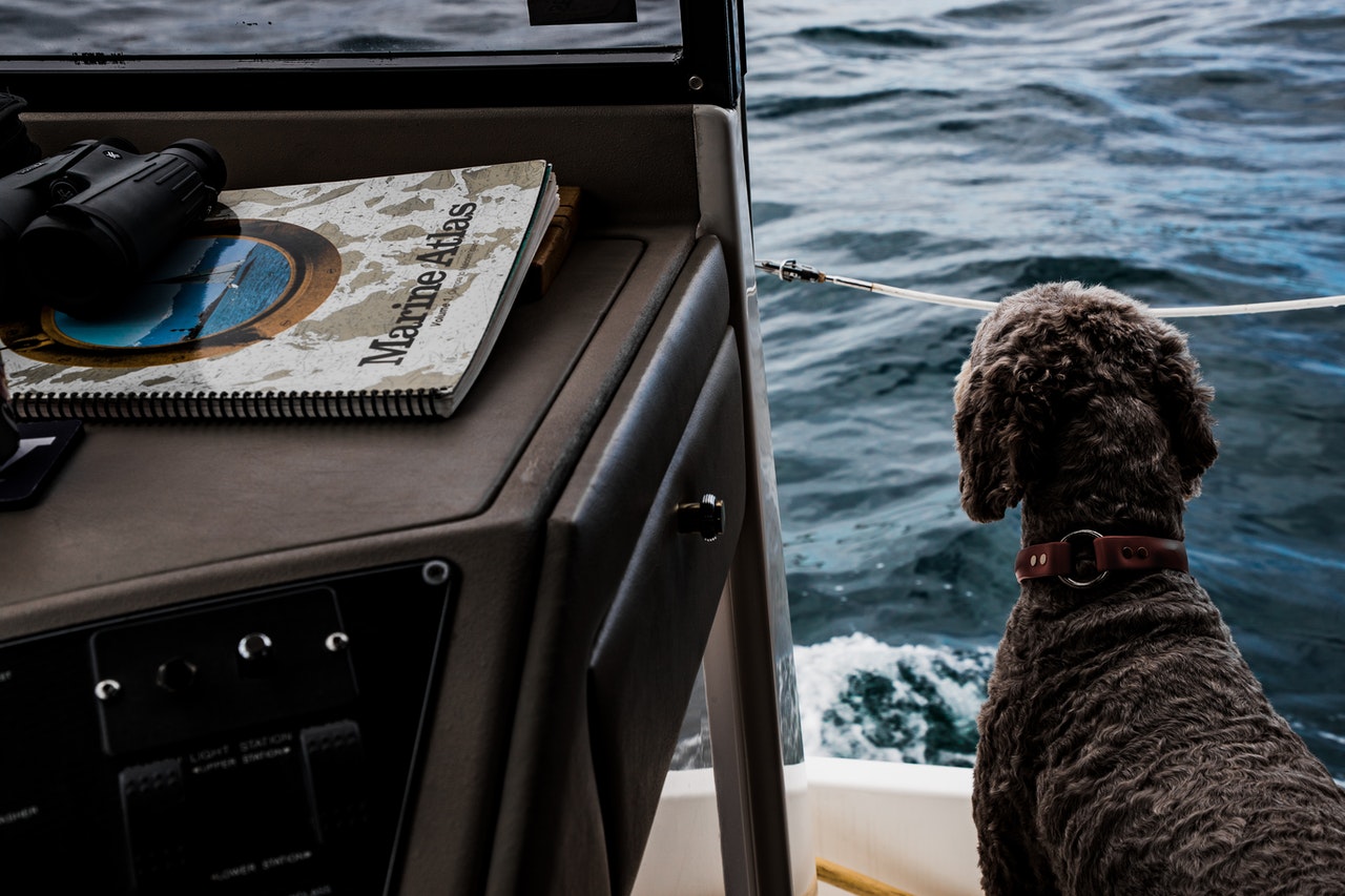 boating with dogs