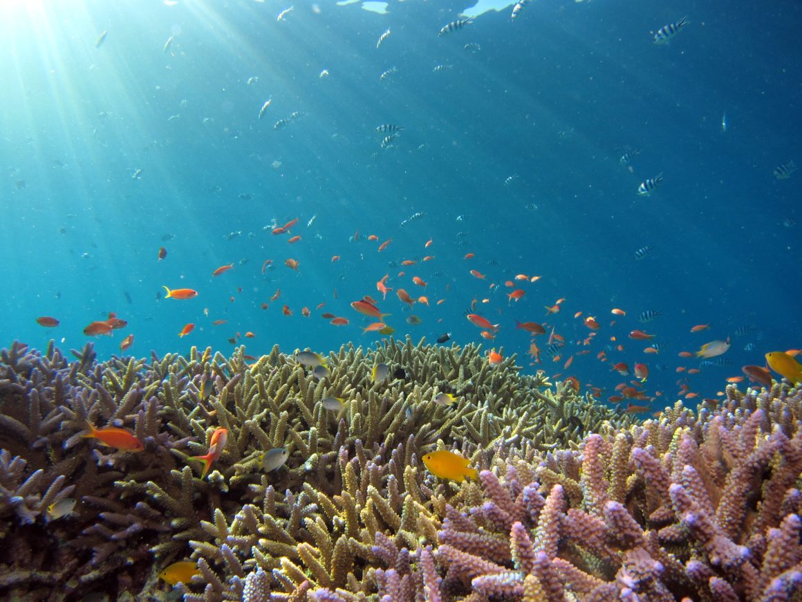 A school of fish over a coral reef in the ocean with the sun beaming through the water.