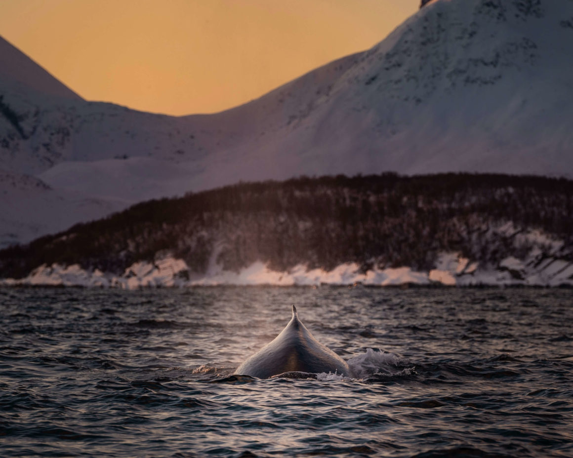 Humpback whale in Norway. Snowcapped mountains in the background in the light of a glowing sunset.