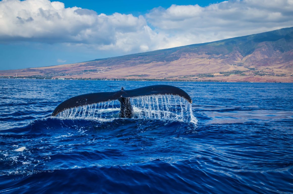Whale tail peeking out of blue water. Mountain range in the background.