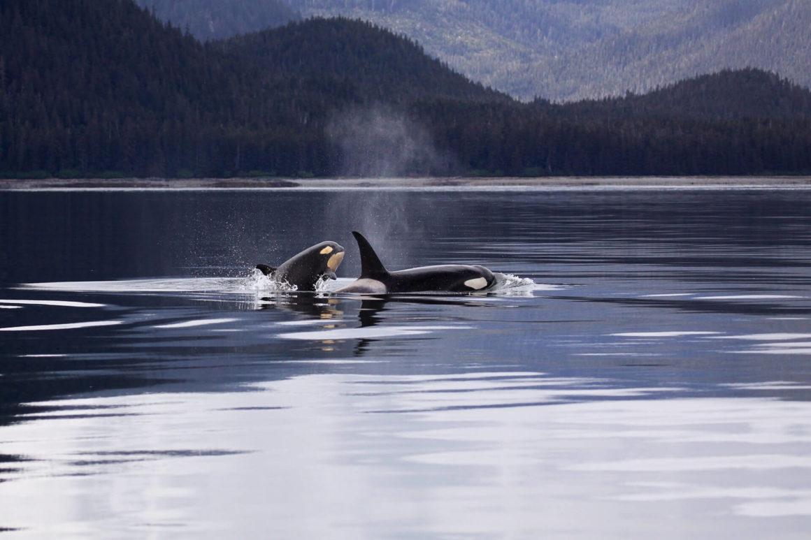 Two Orcas playin in a lake in Vancouver, Canada. Mountain landscape in the background.