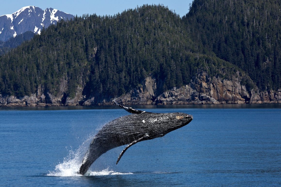 Grey whale jumping out of water. Pine covered mountains in the background