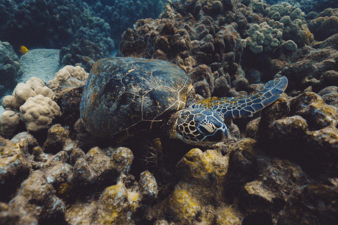 A Hawaiian Green Sea Turtle, also known as Honu, on a bed of coral.
