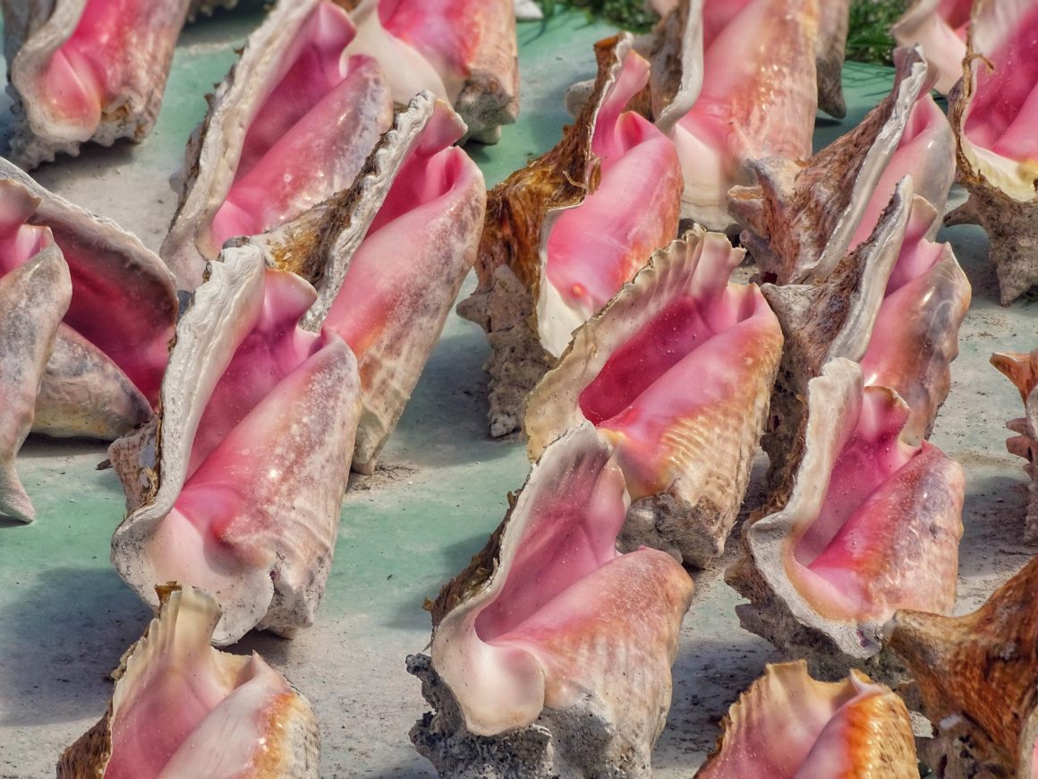 Traditional Bahamian "Conch" or sea snail.