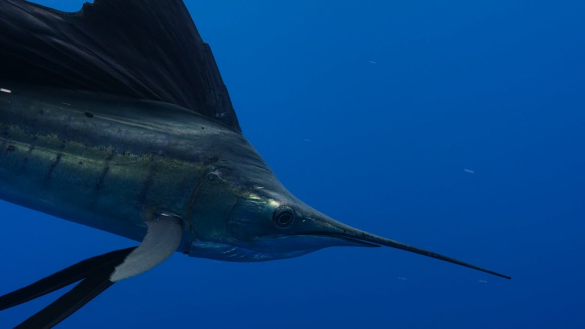 The side of a swordfish in the blue ocean.