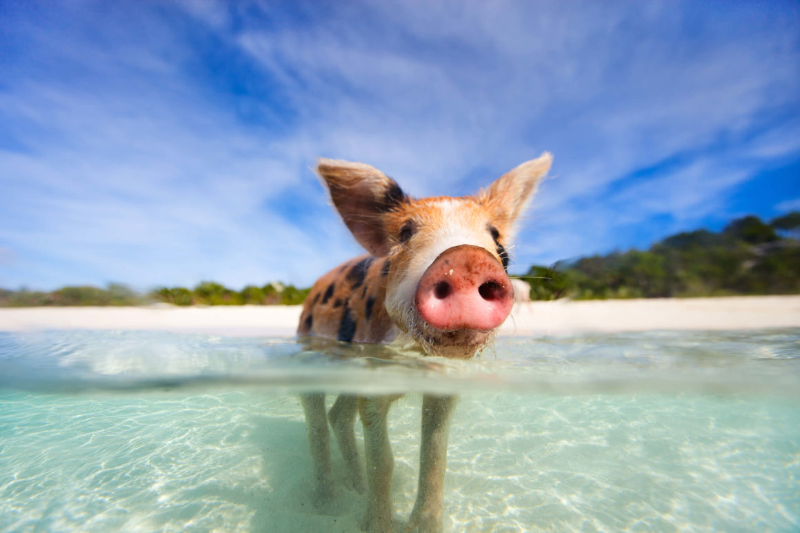 A close up image of a pig standing in the water on Exuma Island in The Bahamas.