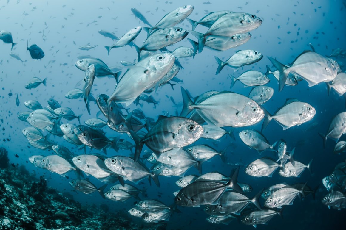 School of white tuna fish in the blue ocean with corals at the bottom.