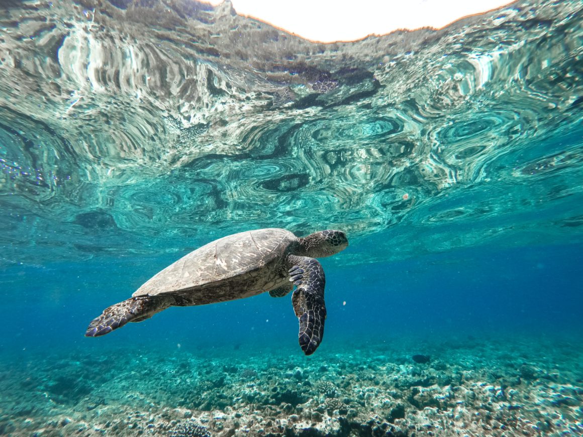 Sea turtle swimming in crystal-clear shallow waters