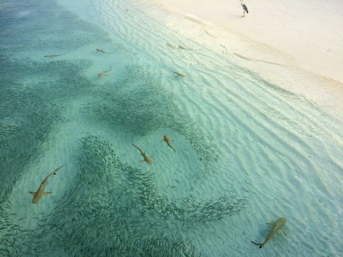 One of the main snorkelling attractions in the world, blacktip reef sharks swimming in the Maldives with fish surrounding them.