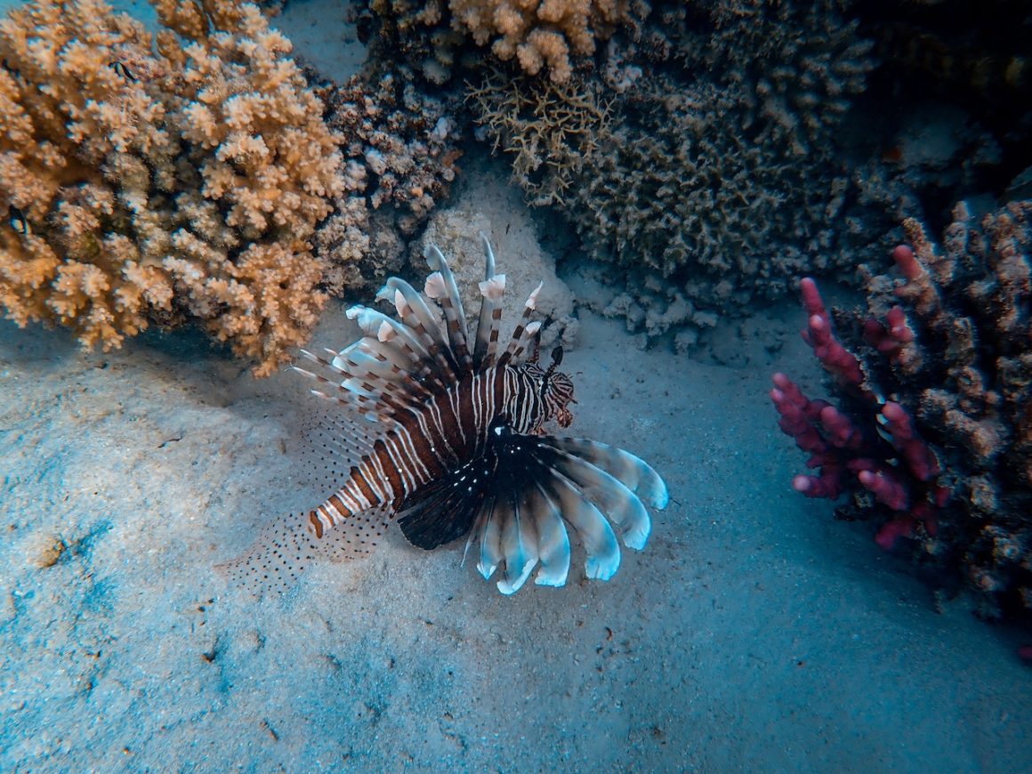 A brown and white striped Lionfish hovering over the sand at the bottom of a coral reef in the Florida Keys, one of the best snorkelling destinations in the world.