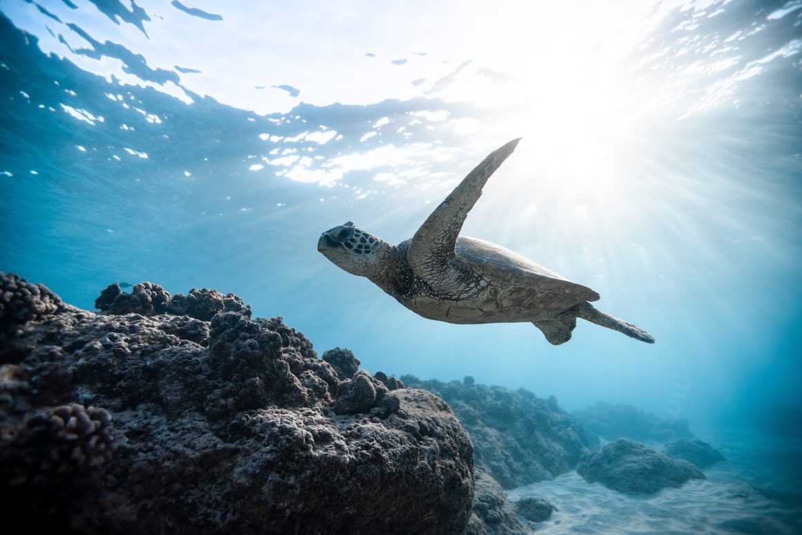 A loggerhead sea turtle in the Atlantic Ocean swimming in blue waters. This is a creature you can see when you are enjoying the best snorkelling in the world.