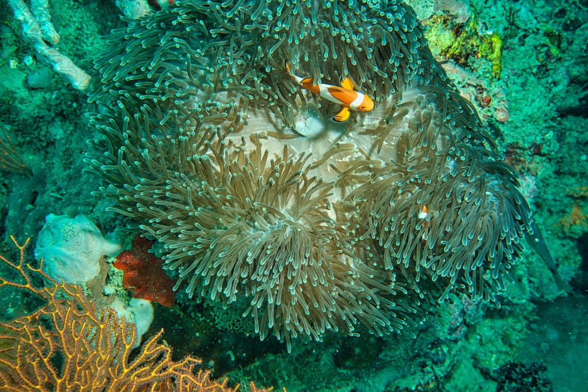 A clown fish in an anemone in a coral reef. This is an example of what you can see when enjoying the best snorkelling in the world.