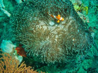 A clown fish in an anemone in a coral reef. This is an example of what you can see when enjoying the best snorkelling in the world.