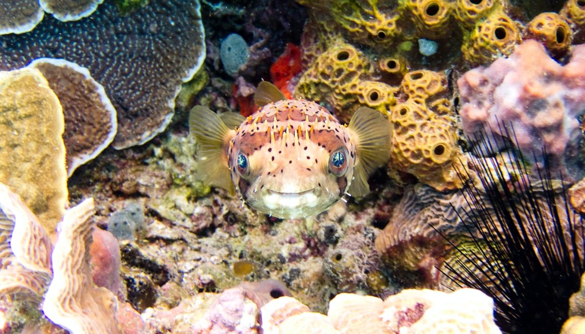 While experiencing the best snorkelling in the world, you can see a pufferfish in a coral reef in Cozumel, Mexico surrounded by colourful corals and sea urchins.