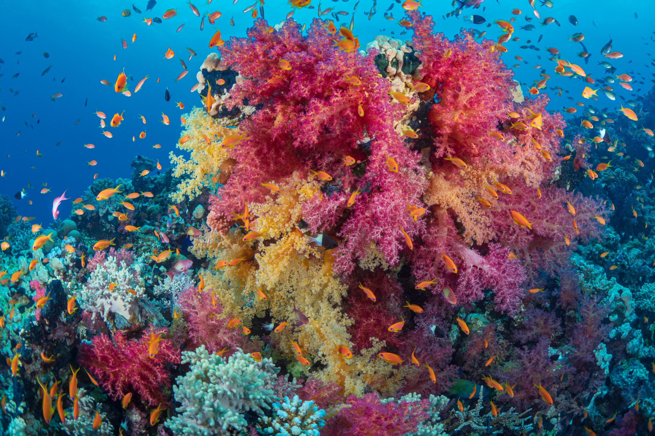 A photo of a colourful coral reef in Makadi Bay