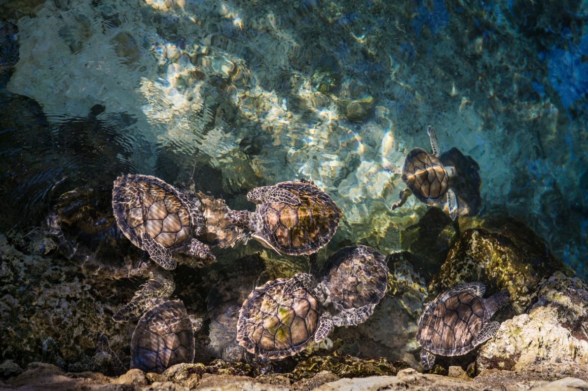 A group of sea turtles in crystalline waters in Puerto Vallarta, Mexico